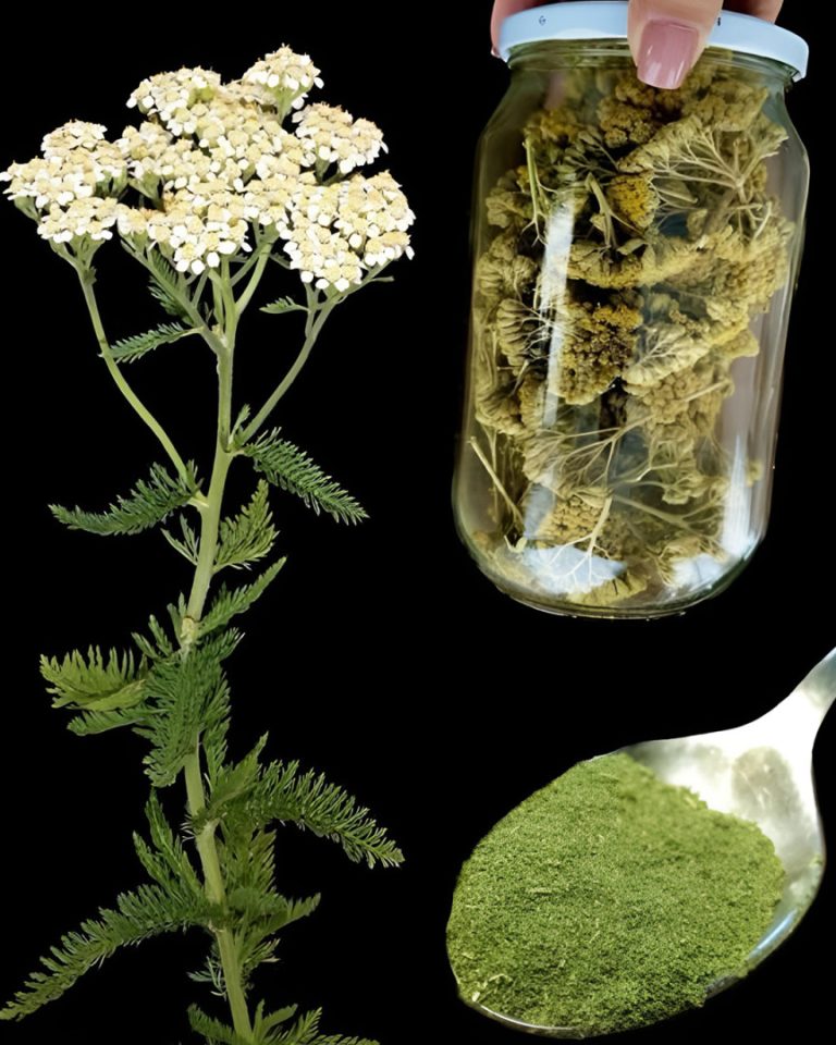 Roślina, którą widzisz na zdjęciu, jest jedną z najbardziej cudownych roślin na świecie