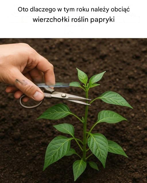 To dla mnie całkowita nowość