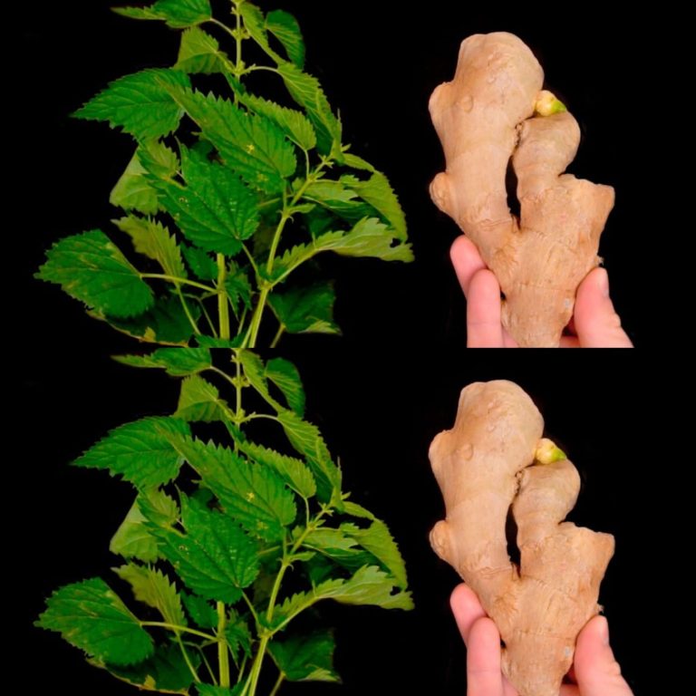 Schudnij 10 kg miesięcznie. Brzuch się rozpływa dzięki temu wspaniałemu napojowi oczyszczającemu. Przepis na pokrzywę i imbir.