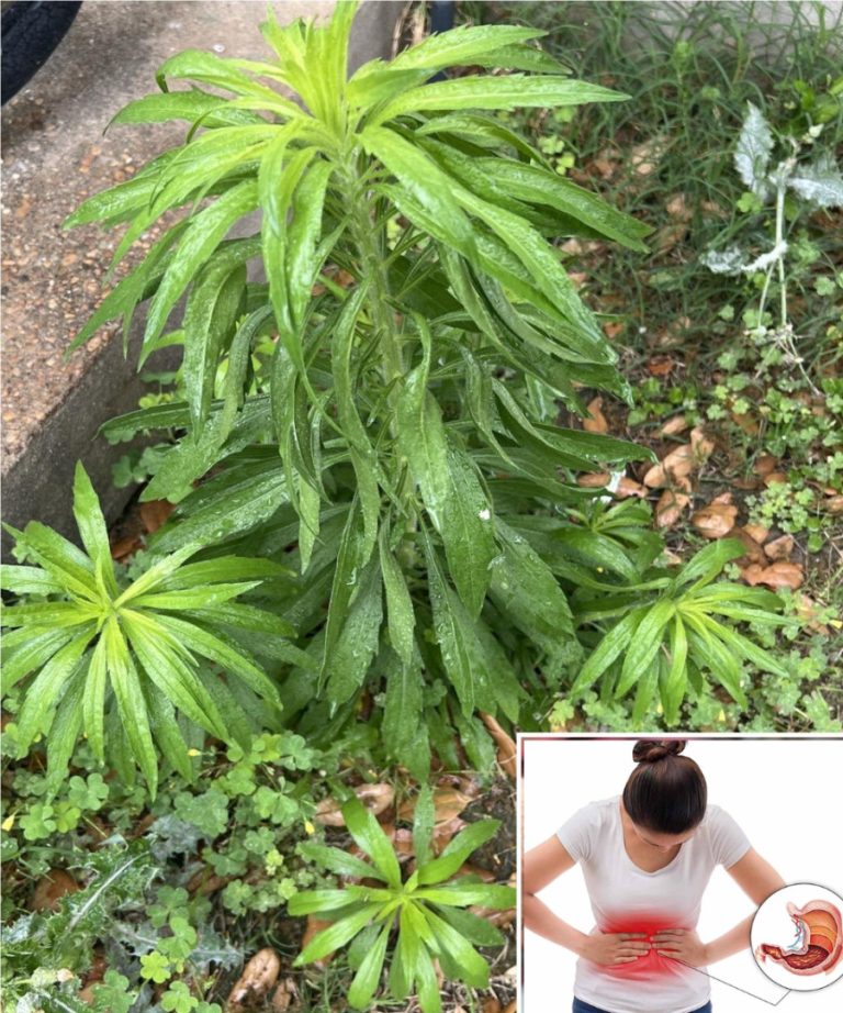 Konik kanadyjski (Erigeron canadensis): 20 niesamowitych korzyści i jak go wykorzystać