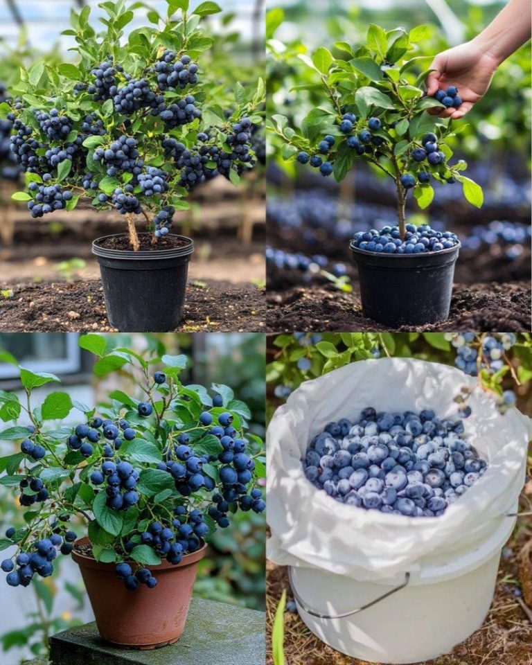 Jak uprawiać wiadra pełne borówek – bez względu na to, gdzie mieszkasz!