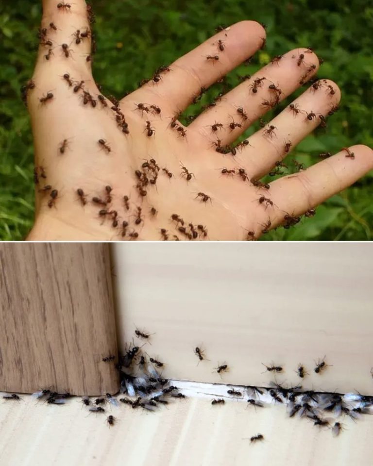 7 naturalnych sposobów na pozbycie się mrówek w domu