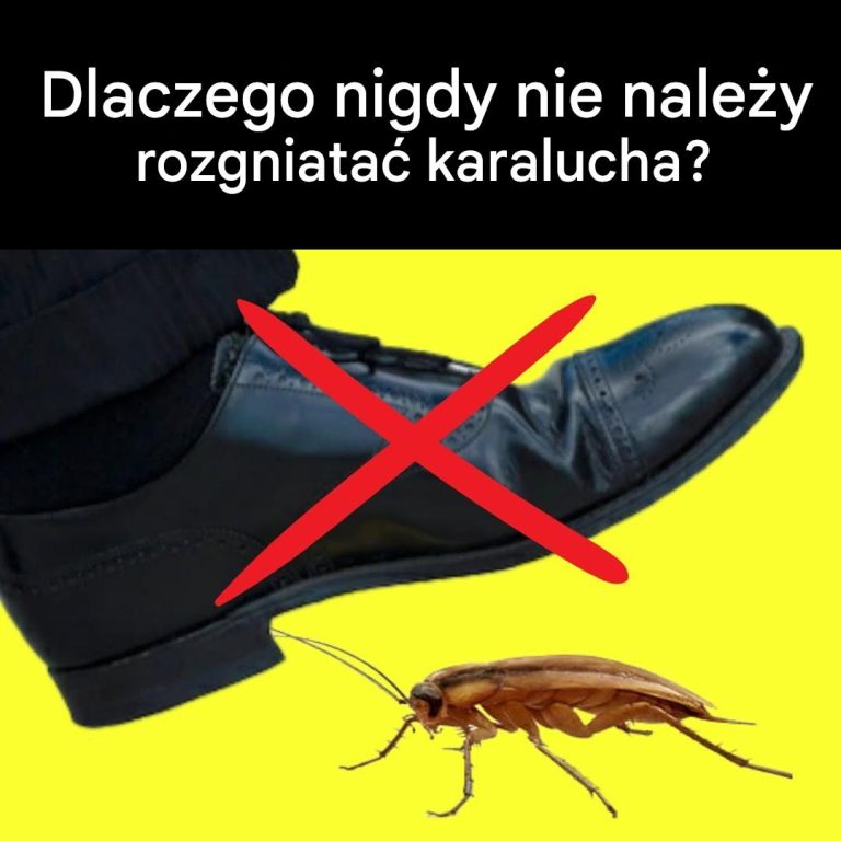 Dlaczego nigdy nie należy rozgniatać karalucha?