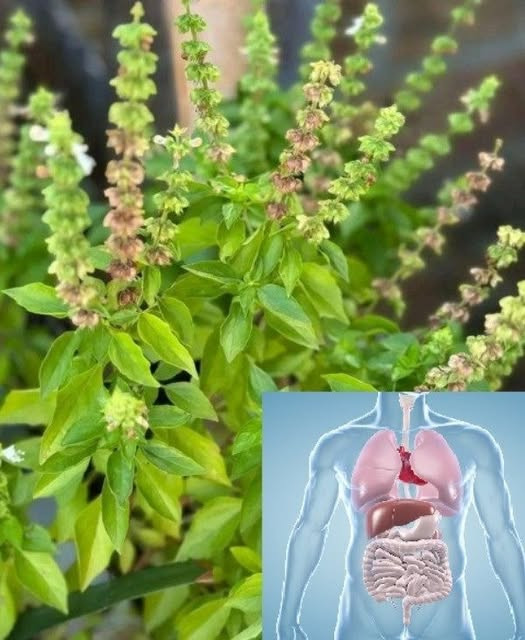 Nie wyrzucaj kwiatów bazylii: Oto 8 sposobów na ich wykorzystanie