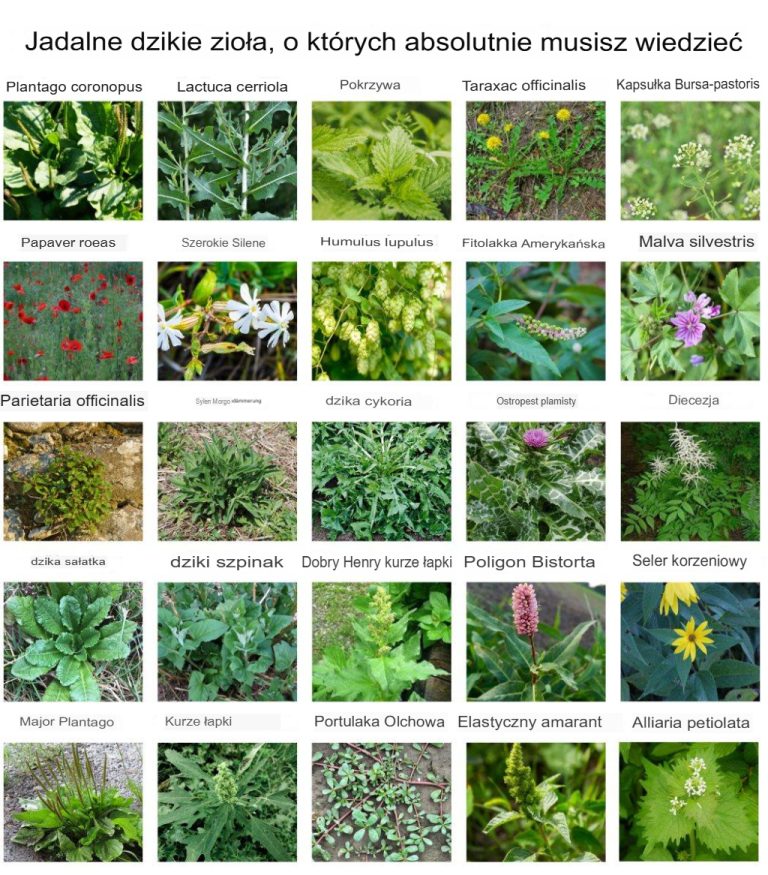 🌿 Niezastąpione dzikie jadalne zioła