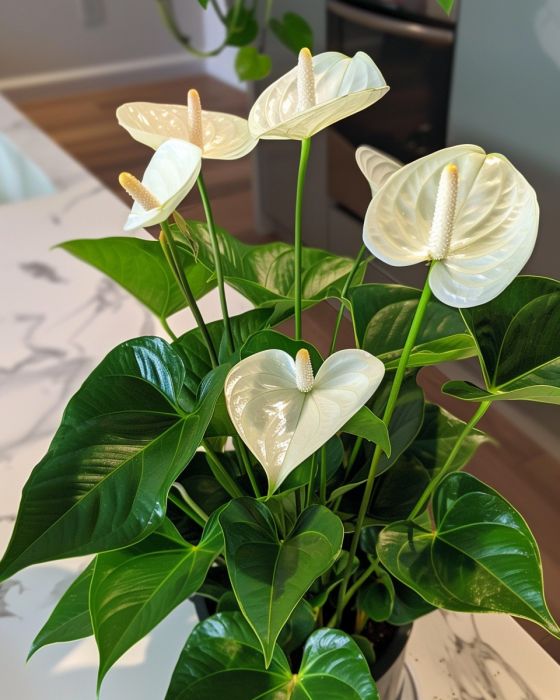 10 sprawdzonych wskazówek dotyczących uprawy kwitnących białych anturium w pomieszczeniach i typowych błędów, których należy unikać