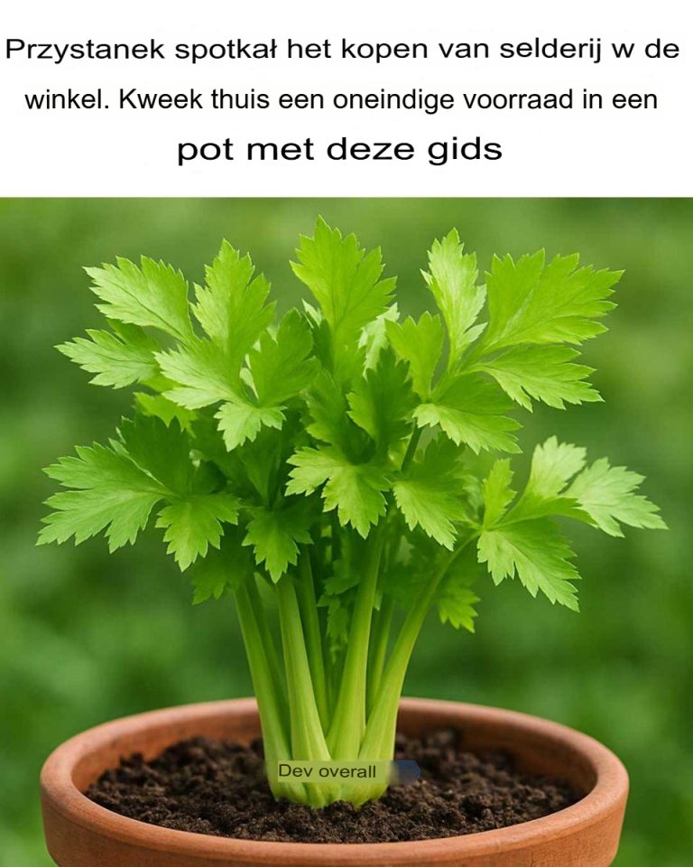 Przestań kupować seler w sklepie. Wyhoduj nieograniczony zapas w domu w doniczce dzięki temu przewodnikowi.