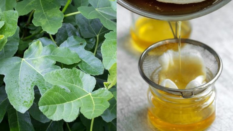 Olejek z liści figowych: Starożytna receptura bogata w dobroczynne właściwości dla skóry i zdrowia
