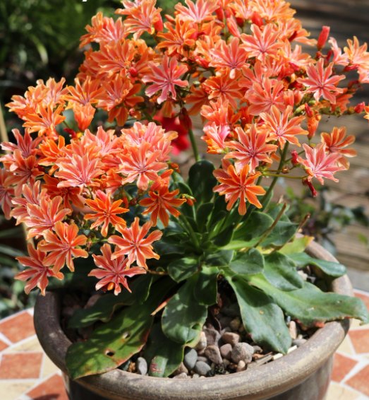 Nie boi się mrozu, suszy i słońca. Posadź go na balkonie, będzie piękniejszy niż pelargonie i surfinia