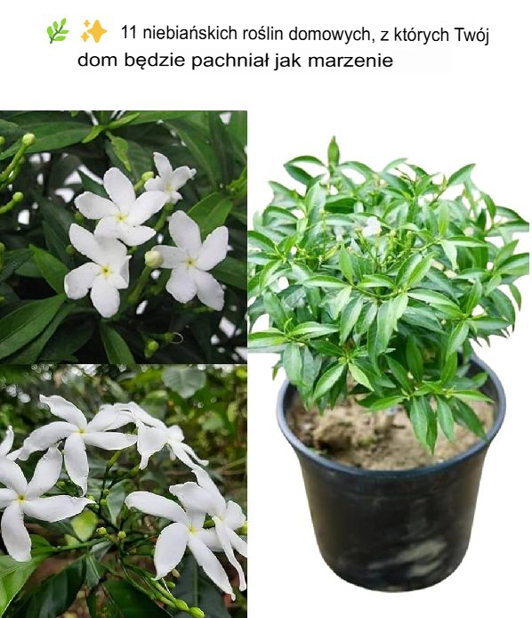 🌿✨ 11 niebiańskich roślin doniczkowych, które sprawią, że Twój dom będzie pachniał jak marzenie