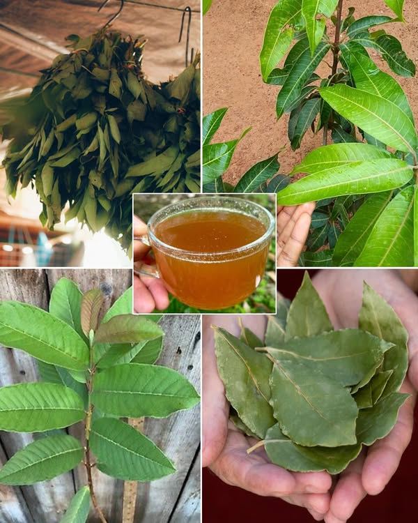 Cztery liście lecznicze: awokado, mango, liść laurowy i liść guawy