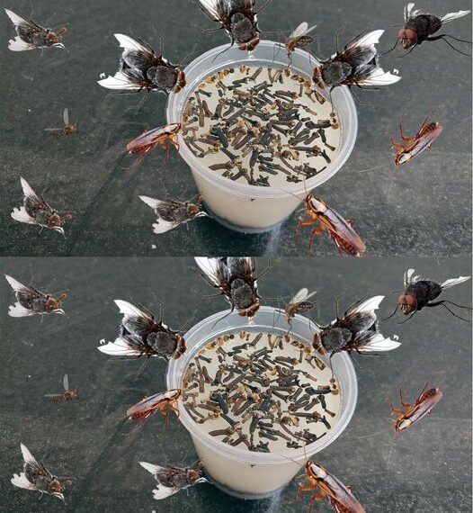 Umieść go w kuchni: odstraszy muchy, komary i inne owady