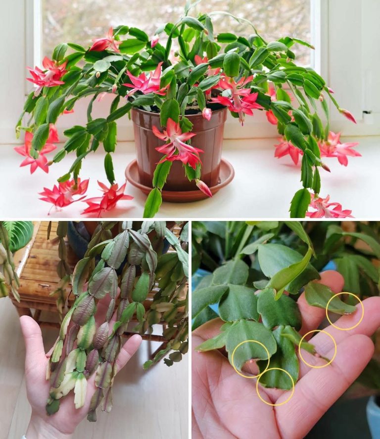 Dlaczego Twój kaktus bożonarodzeniowy nie zakwitnie: 9 błędów, których należy unikać