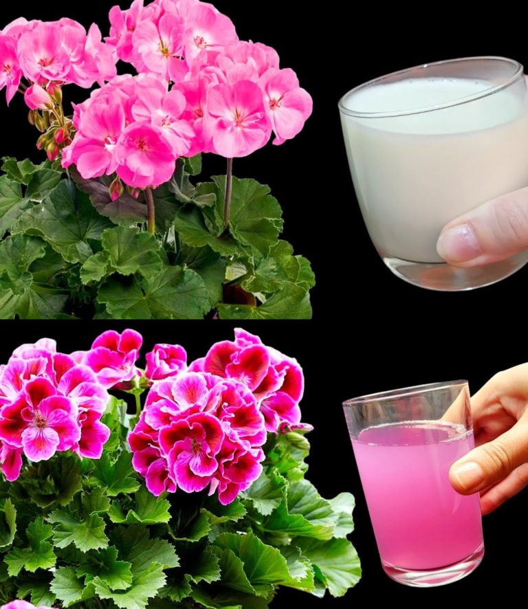 Oto jak mieć piękne i kolorowe pelargonie, które upiększą Twój ogród