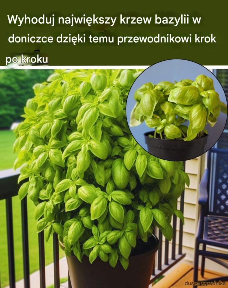 Uprawiaj Nieograniczoną Ilość Roślin Bazylii W Jednej Doniczce W Ten Sposób