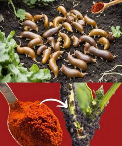 Naturalna kontrola szkodników: użyj pieprzu cayenne, aby odstraszyć mszyce i ślimaki. — Ordine del giorno