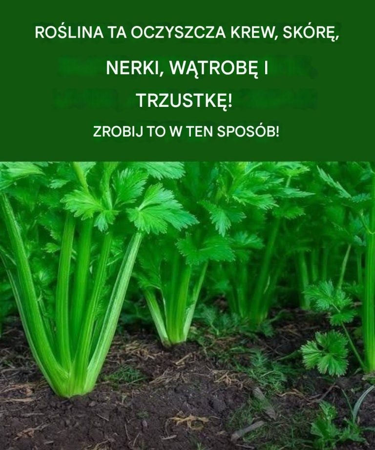 Ta roślina dla mózgu i trawienia