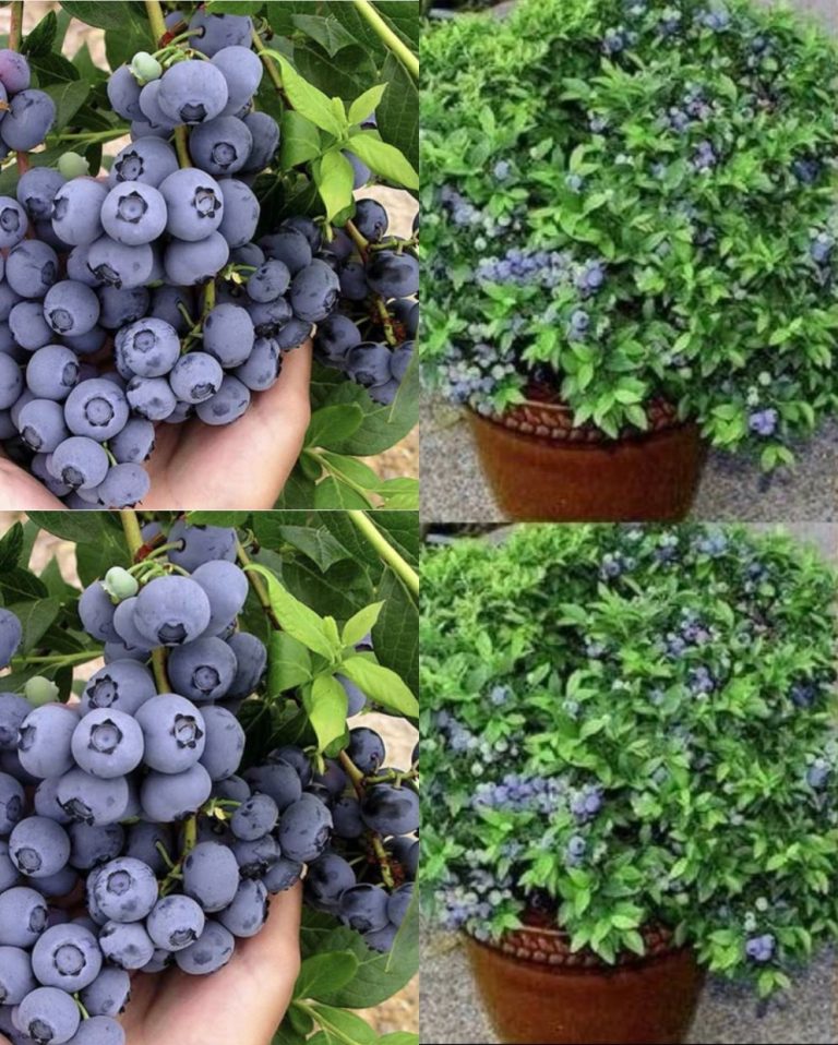 Jak sadzić borówki w domu, aby mieć ich obfite zapasy przez cały rok