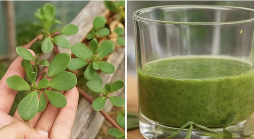 Liście chrzanu: niedoceniana roślina lecznicza dla Twojego zdrowia