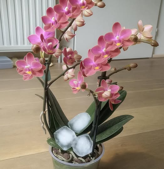 Jak podlewać storczyki, aby nie dopuścić do gnicia korzeni: Zadbaj o to, aby były pełne kwiatów