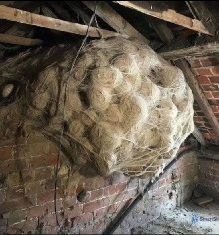 „Myślał, że to gniazdo os – to, co tam znalazł, odebrało mu mowę”.