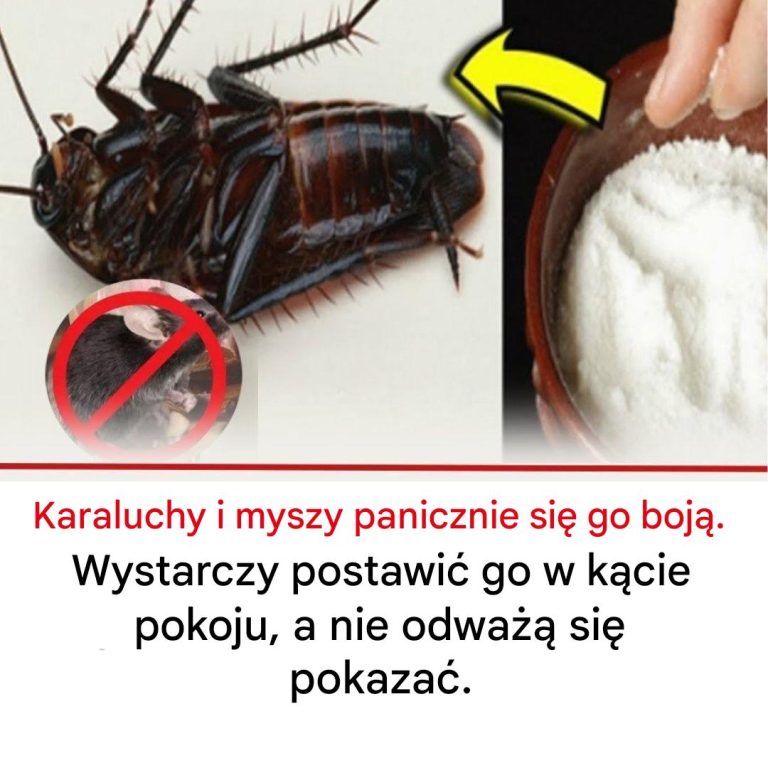 Jak trzymać karaluchy i myszy z daleka?