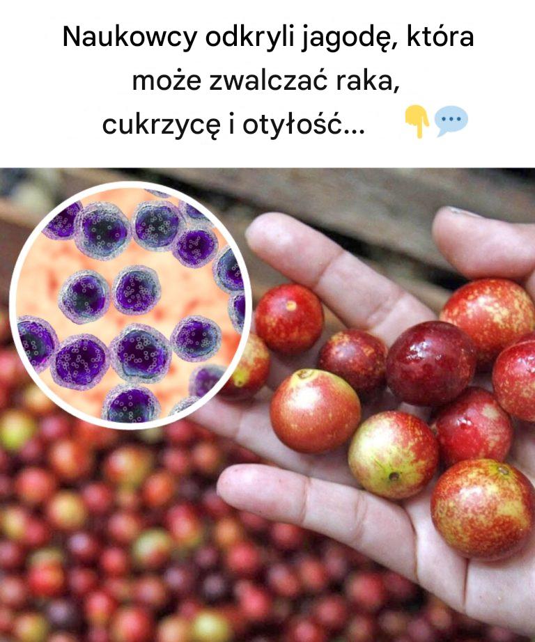 Naukowcy odkryli jagodę, która może zwalczać raka, cukrzycę i otyłość