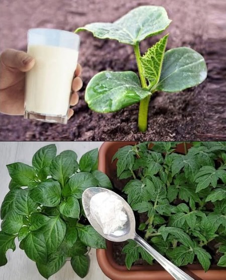 Soda oczyszczona w ogrodzie: 10 genialnych trików, które odmienią Twoje rośliny i glebę”