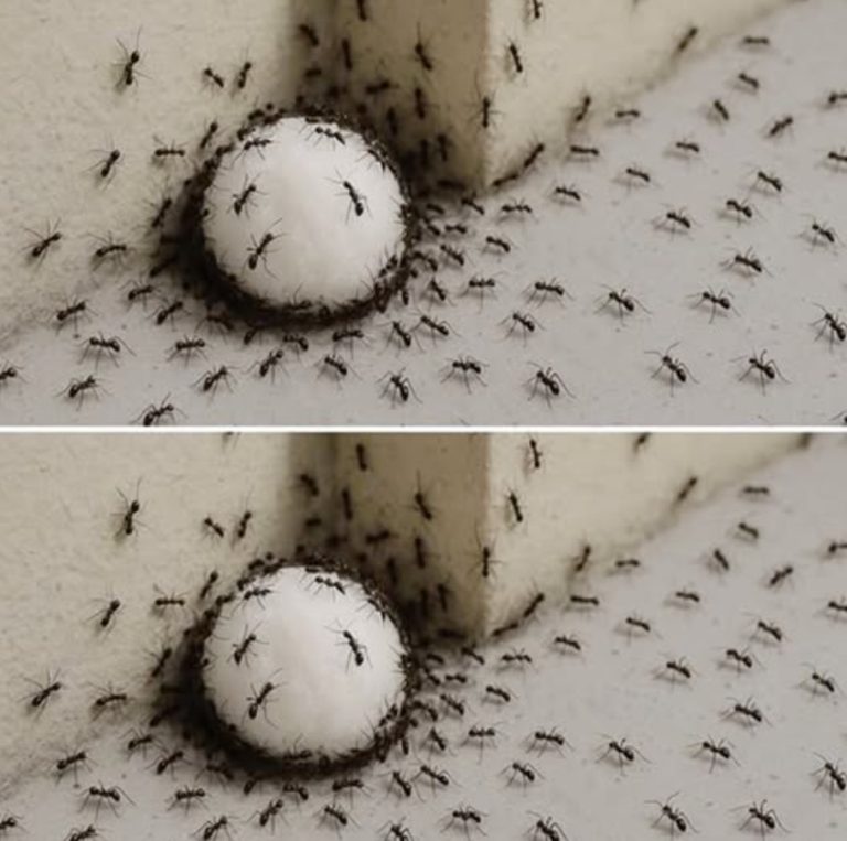 Dlaczego czosnek jest najważniejszy w wybielaniu zębów: kompleksowy przewodnik…