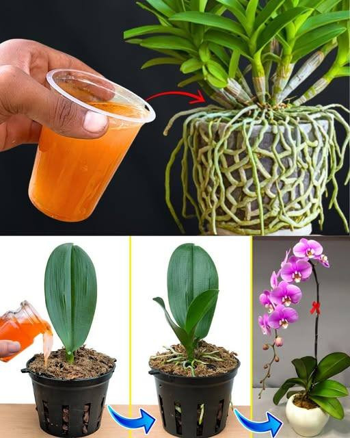 Najbardziej skuteczny trik na ożywienie umierającej orchidei i przywrócenie jej kwitnienia