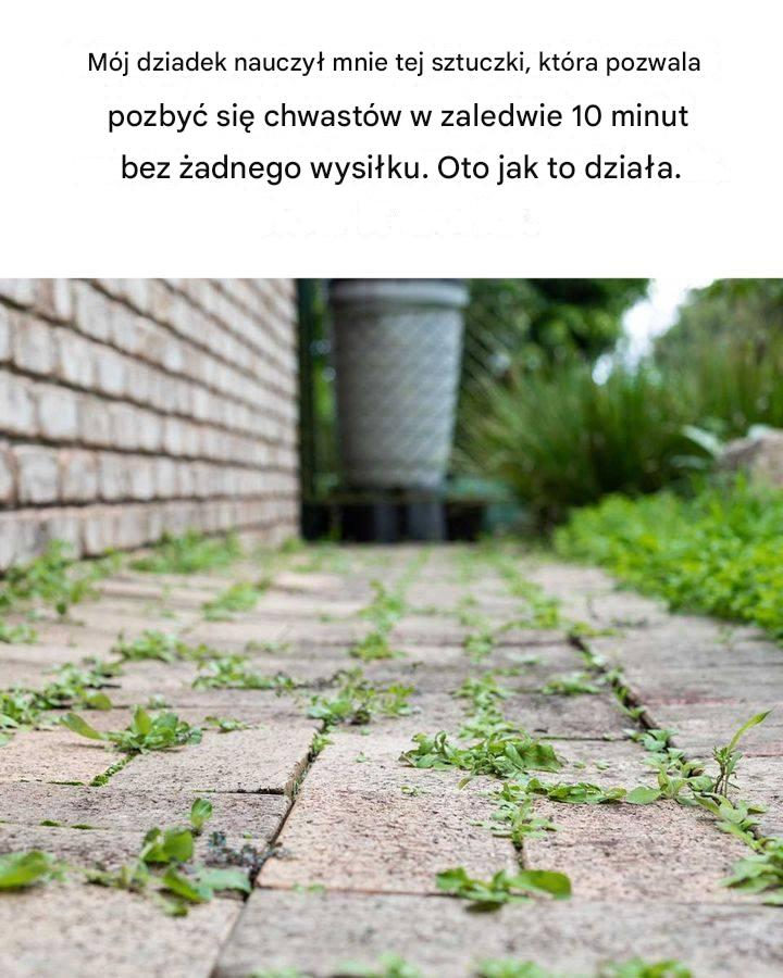 „Nie wiedziałem tego! Dobrze wiedzieć”: Dziadek radzi sobie z chwastami
