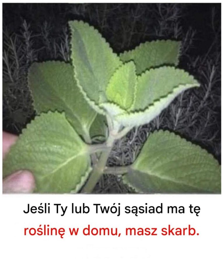 Jeśli masz tę roślinę w domu, masz skarb