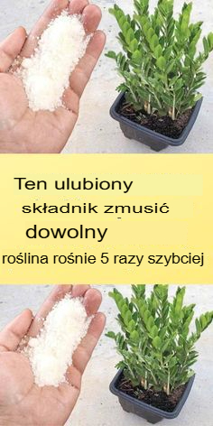 Ten uwielbiany składnik sprawi, że każda roślina będzie rosła 5 razy szybciej - Ogród i majsterkowanie
