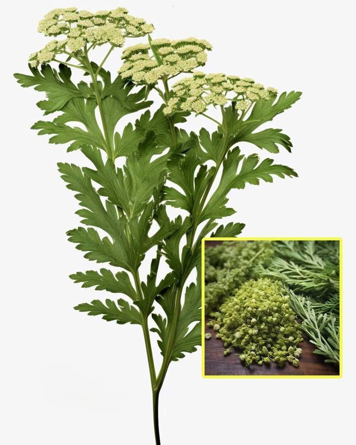 Rośnie wszędzie, ale większość ludzi nie zna jego nazwy ani nie zna jego znaczenia na świecie