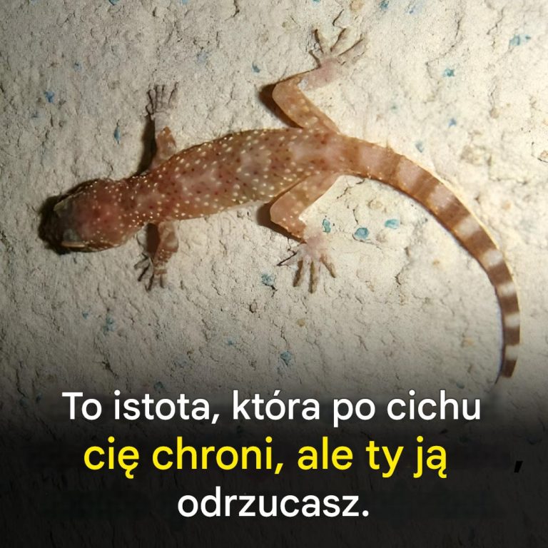 Dyskretny, pożyteczny, niezrozumiany: czy gekon naprawdę zasługuje na swoją złą reputację?