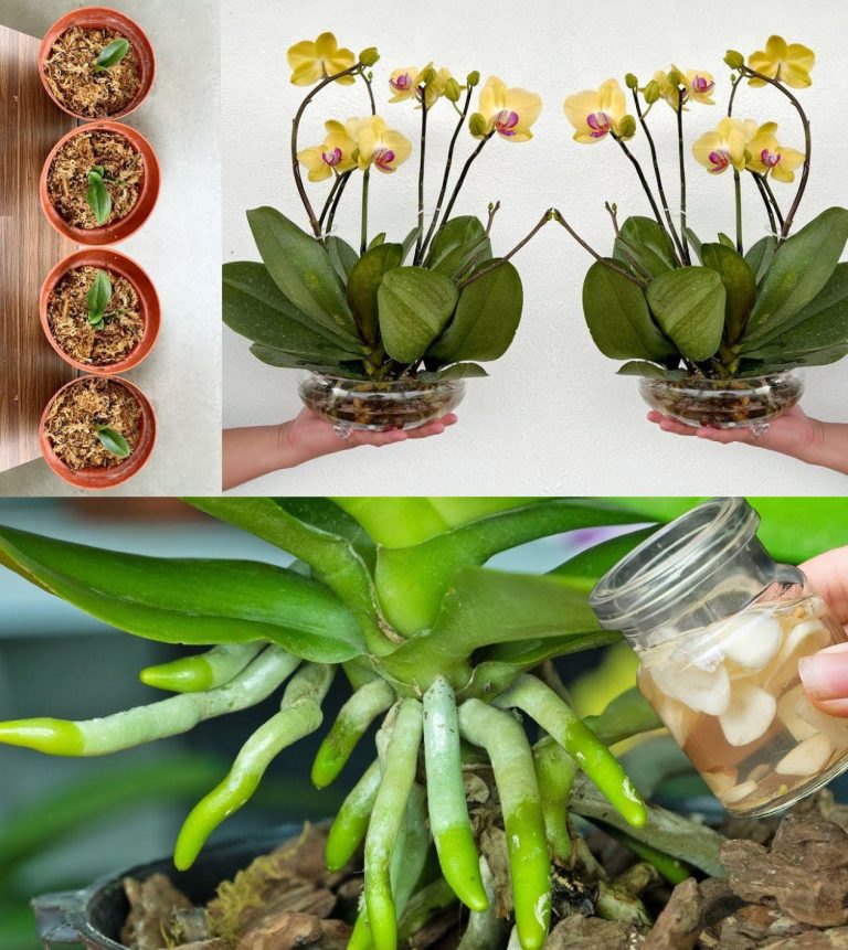 Jak sprawić, by orchidea znów zakwitła? Profesjonalne porady, jak przywrócić piękno Twojej rośliny.