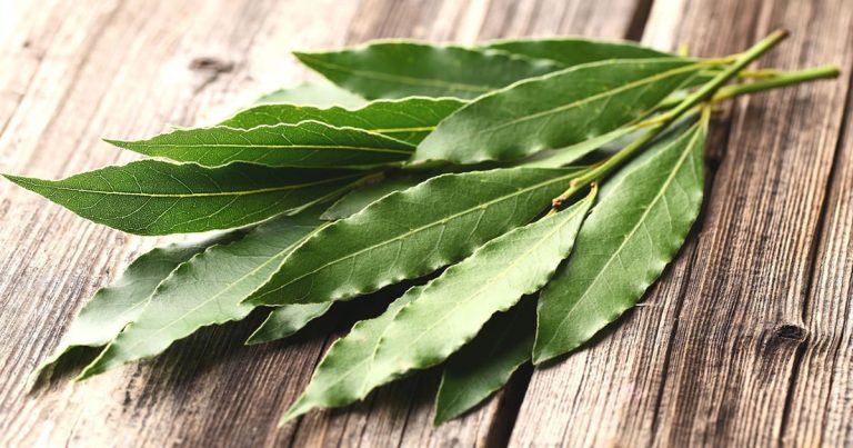 Liście laurowe: obniżają ciśnienie krwi, poziom cukru, cholesterol i leczą bezsenność