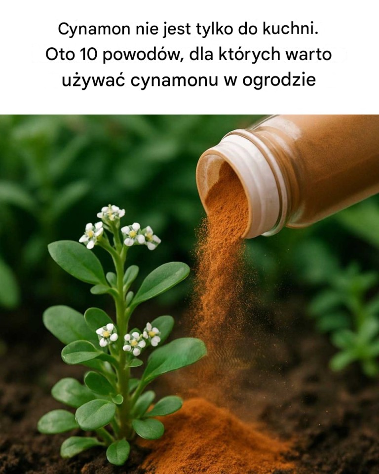 Cynamon nie jest tylko do kuchni. Oto 10 powodów, dla których warto używać cynamonu w ogrodzie.