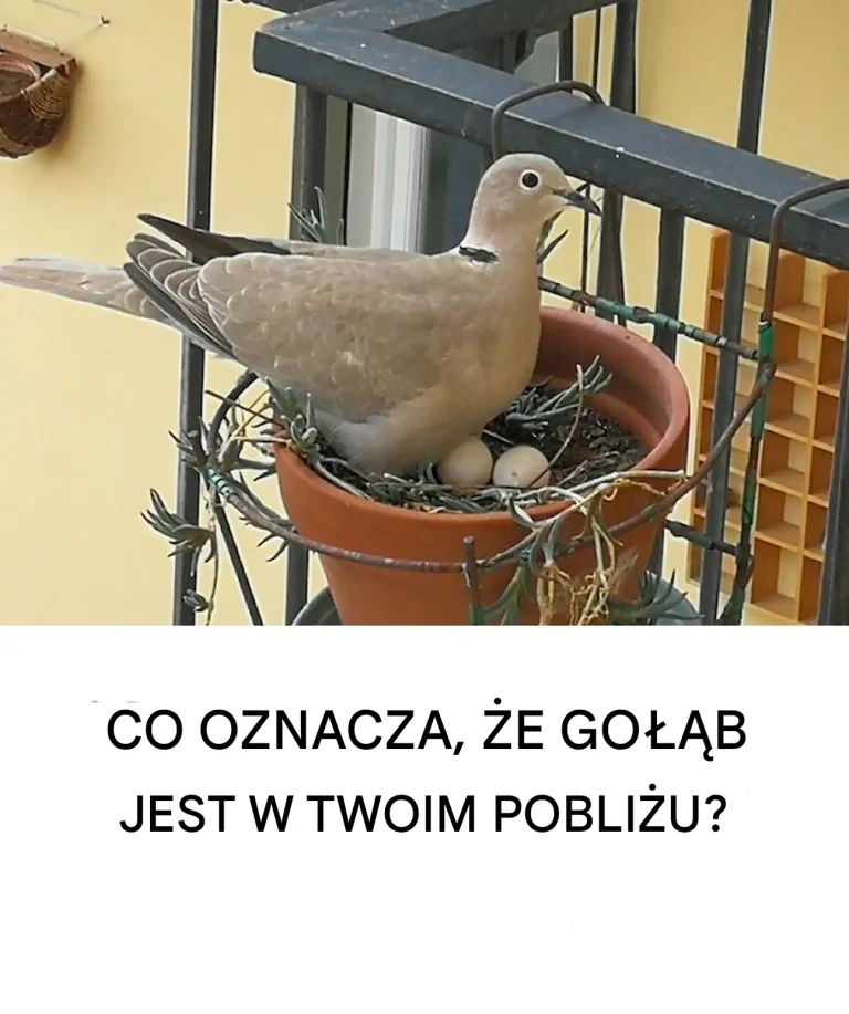Dove-croll w pobliżu domu: duchowe znaczenie i powody jego obecności
