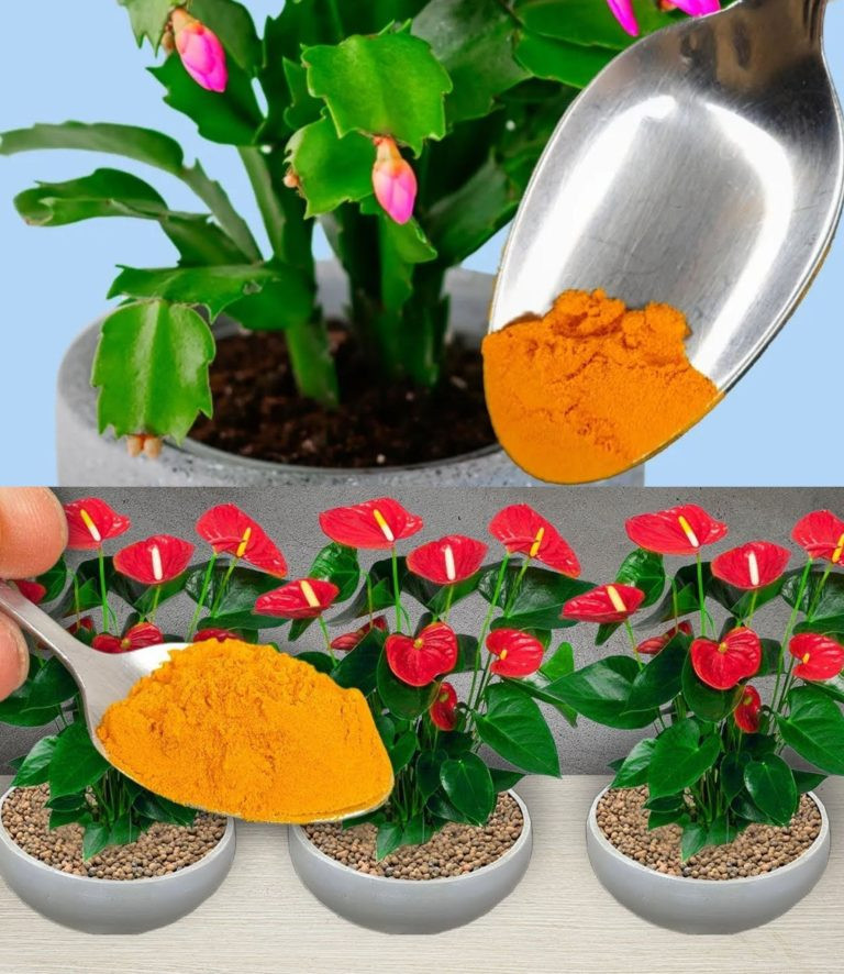 Wystarczy jedna łyżeczka, aby każda roślina była piękna, owocna, bujna i zdrowa!