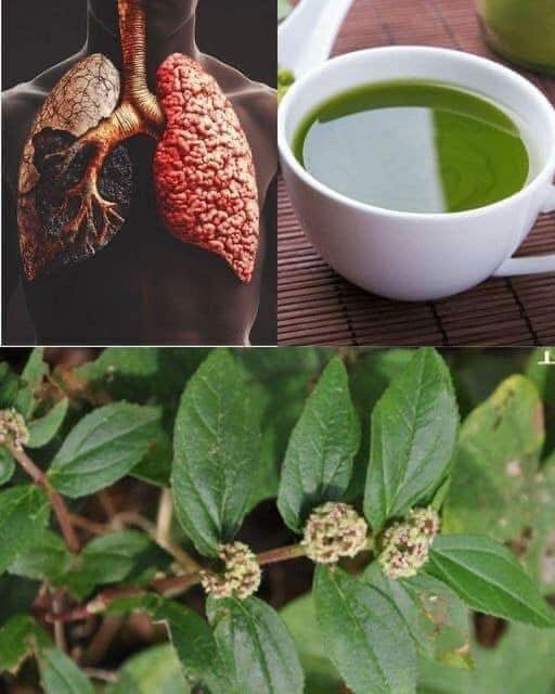 Niepozorna roślina z ogrodu, która wspiera drogi oddechowe – poznaj naturalny skarb dla astmatyków