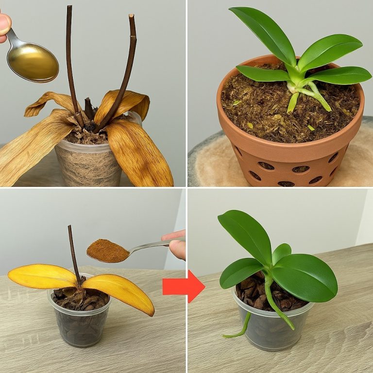 Posyp 1 łyżką martwe korzenie storczyka! Nagle odżyły i kwitną przez cały rok.