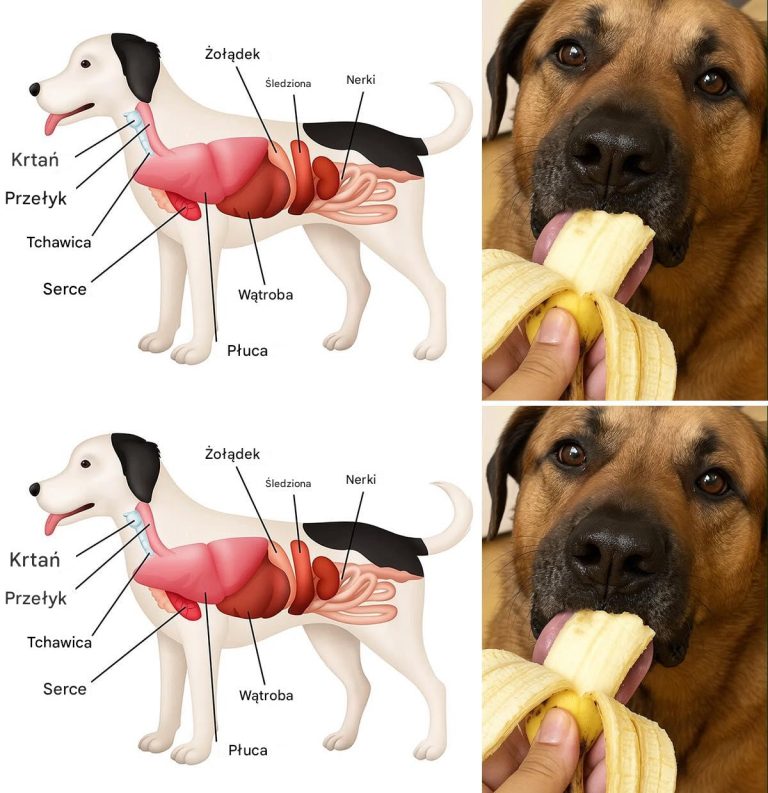 18 najlepszych pokarmów dla psów i 13 produktów, które nigdy nie powinieneś dać Itays